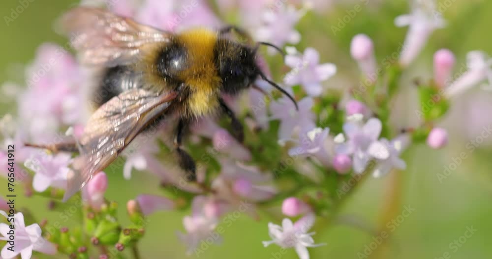 Bumblebee collects flower nectar at sunny day. Bumble bee in macro shot in slow motion. Bumblebee collects flower nectar at sunny day. Bumble bee in macro shot in slow motion.