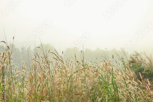 Grass flower blooming in forest with misty morning