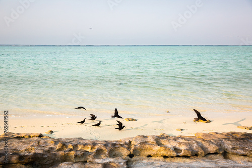 Noddy terns on the beach at Heron Island photo