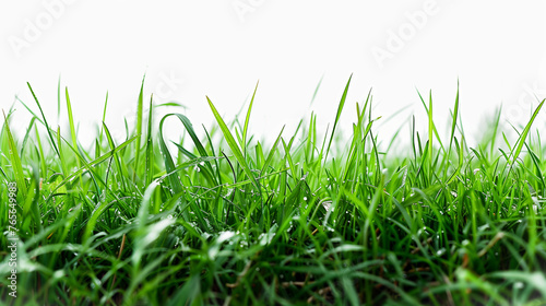 natural grass on a white background