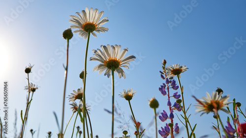 Natural colorful landscape with many wild flowers of daisies against blue sky. A frame with soft selective focus.