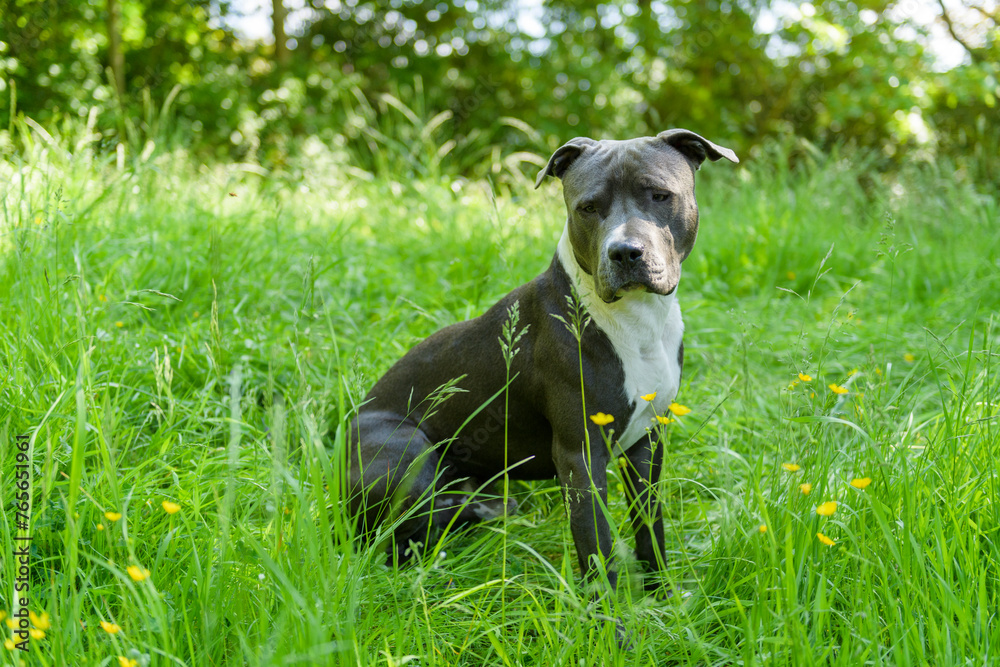 Sitzender Staffordshire Terrier im Gras