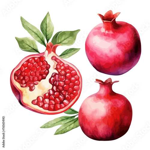 Watercolor Painting vector of a pomegranate fruit (Pomegranate seeds), isolated on white background, Illustration Vector, Drawing clipart, Graphic design.