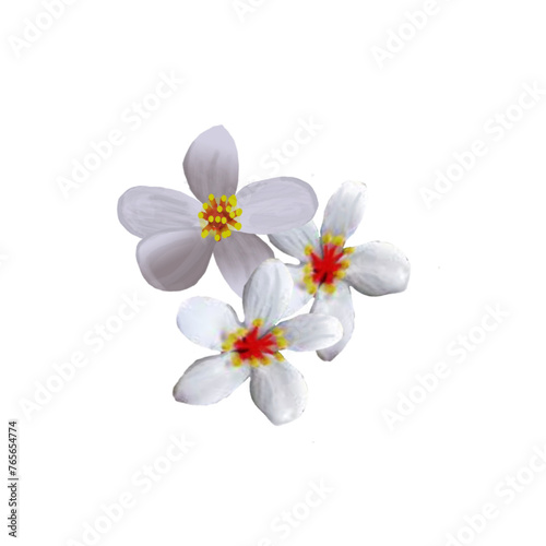 white orchid flower © Naseeryt