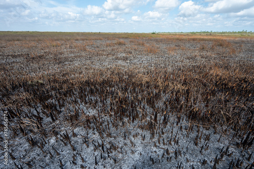 Burned expanse of sawgrass prairie after prescribed fire in Everglades National Park, Florida on sunny March afternoon. photo
