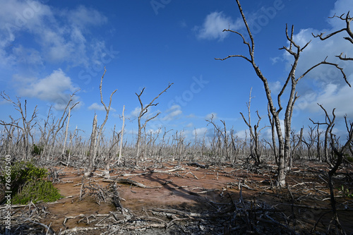 Expanse of dead mangrove trees in Everglades National Park, Florida damaged by Hurricane Irma in 2017 and as yet unrecovered. photo