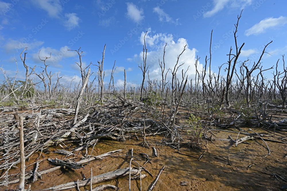 Expanse of dead mangrove trees in Everglades National Park, Florida damaged by Hurricane Irma in 2017 and as yet unrecovered.