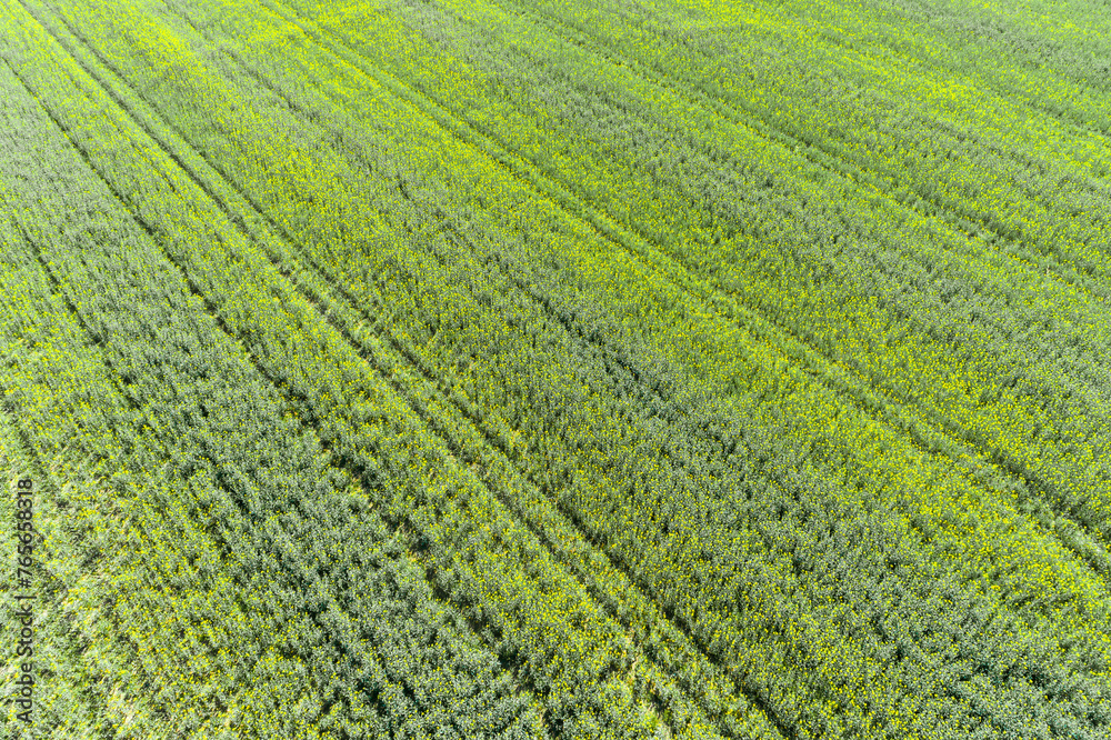 Aerial view from drone of oilseed rape field blooming in spring