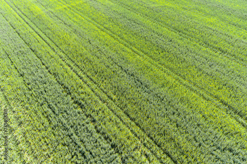 Aerial view from drone of oilseed rape field blooming in spring