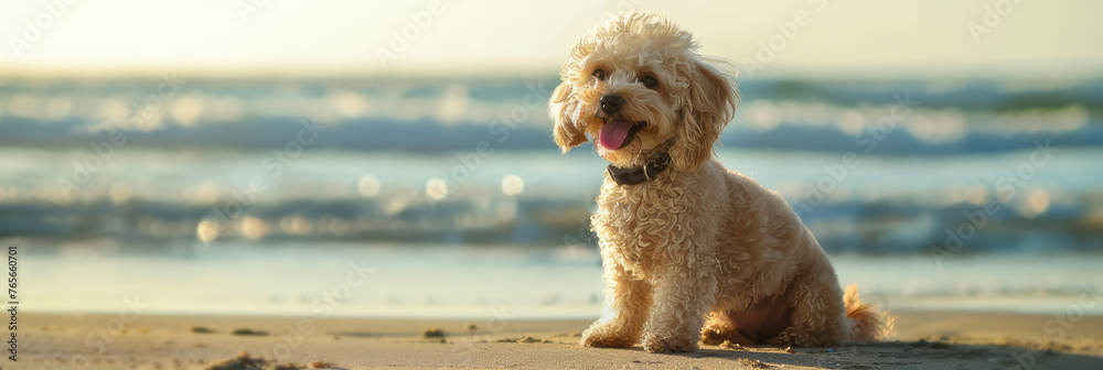 portrait of a happy poodle at the beach - obrazy, fototapety, plakaty 