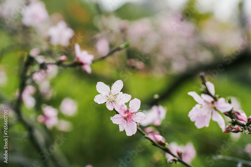 Pink Peach Flowers Blooming on Peach Tree in green grass Background  selective focus