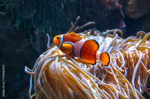 Clown fish, Anemonefish (Amphiprion ocellaris) swim among the tentacles of anemones, symbiosis of fish and anemones, Philadelphia, USA photo
