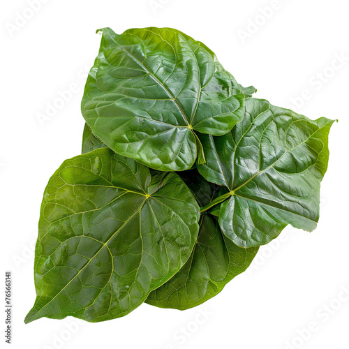 Yam Leaves Ugu, transparent background, isolated image, generative AI photo