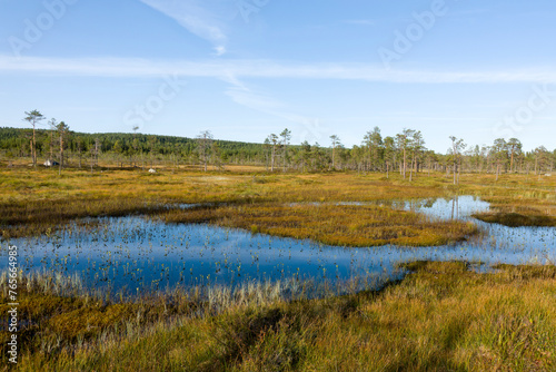 Blick über den Hamra Nationalpark in Schweden im Herbst photo
