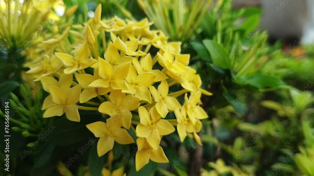 yellow flowers in the garden yellow flowers in the garden
