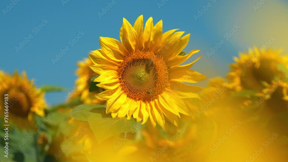 Amazing yellow sunflowers grows on the field. Bees sits on beautiful sunflower. Bees picks blossom dust from sunflowers, products nectar and honey Amazing yellow sunflowers grows on the field. Bees sits on beautiful sunflower. Bees picks blossom dust from sunflowers, products nectar and honey