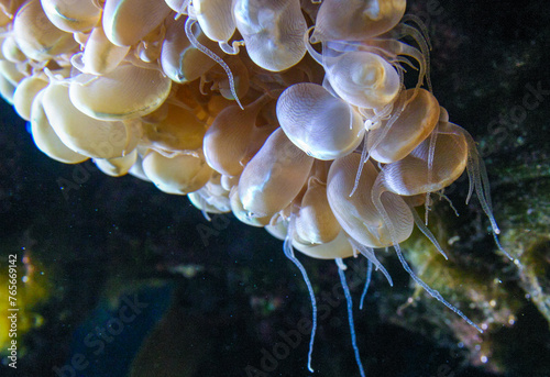 Plerogyra sinuosa - jelly-like species of the phylum Cnidaria, aquarium photo