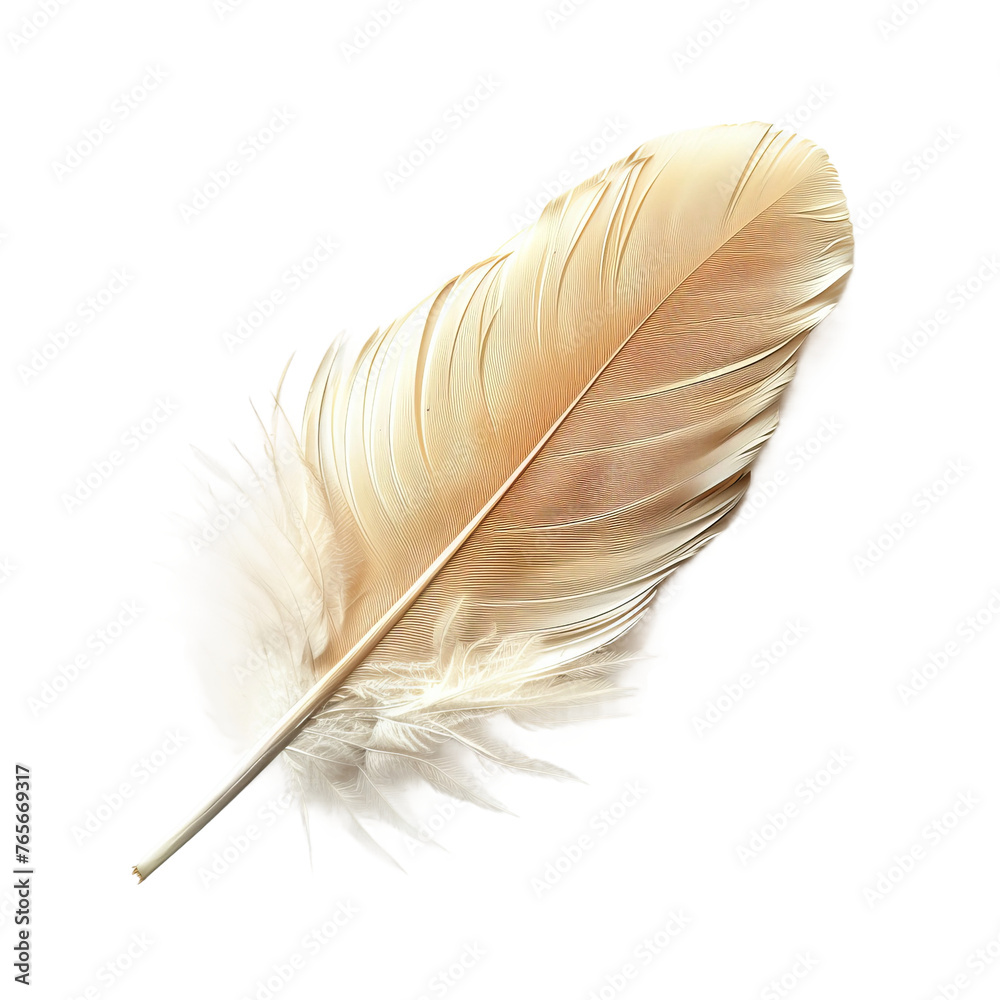 Fototapeta premium feather isolated on white