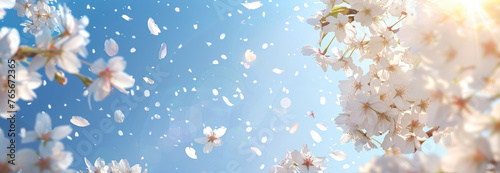 White flowers in the sky, spring background with cherry blossoms and blue sky. Springtime banner template with white blooming tree branches on a bright sunny day.