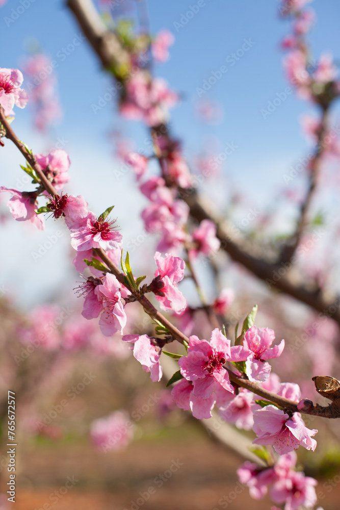 pink almond or peach trees in bloom. 