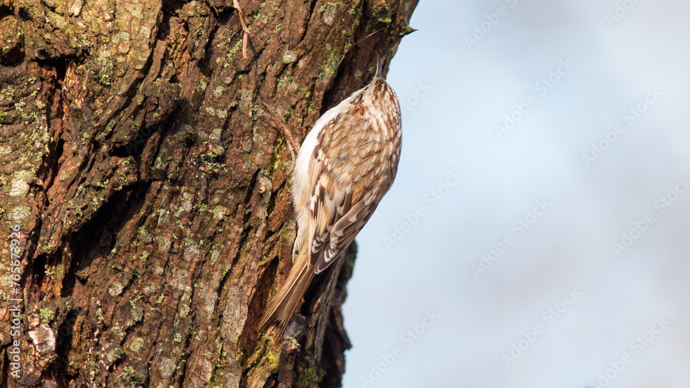 Fototapeta premium bird on a tree