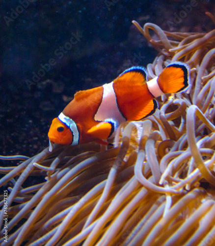 Clown fish, Anemonefish (Amphiprion ocellaris) swim among the tentacles of anemones, symbiosis of fish and anemones, Philadelphia, USA
