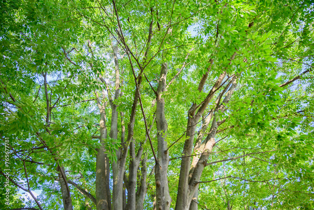 Obraz premium 密生する樹木