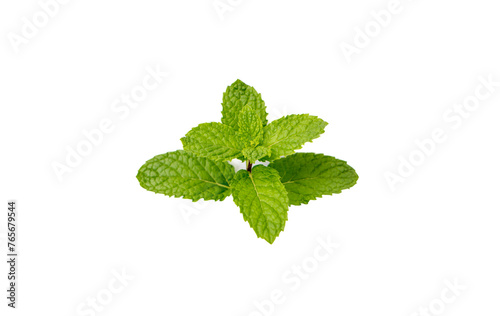 mint leaf separate on white background, Pepper leaves split, distinguish, Pepper mint leaves isolated