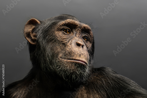 Portrait of a chimpanzee on a gray background. © fizke7