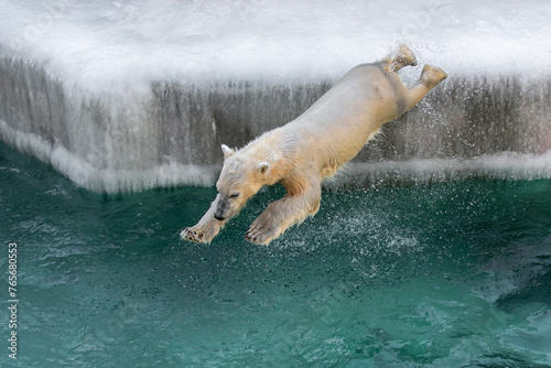 Jumping polar bear in the water.
