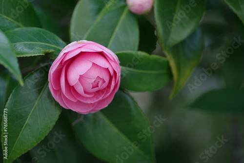 東京港区赤坂氷川公園の椿