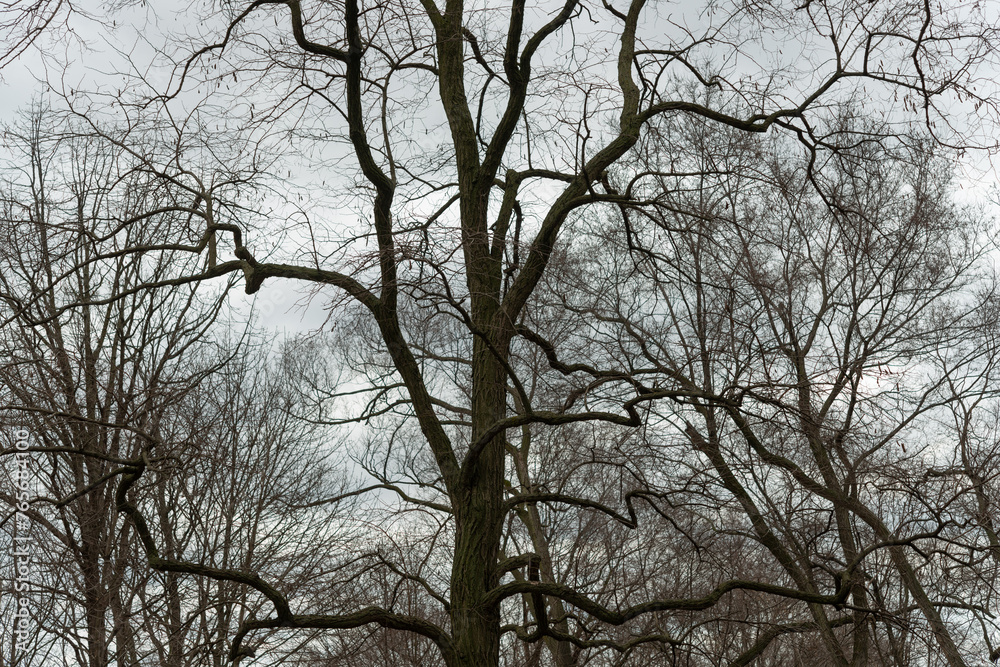 silhouetted bare trees on a cloudy sky silhouetted bare trees on a cloudy sky