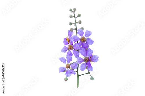 Queen's Flower , Pride of India flowers isolated, violet flowers, violet flowers isolated on white background, purple flowers on white background.