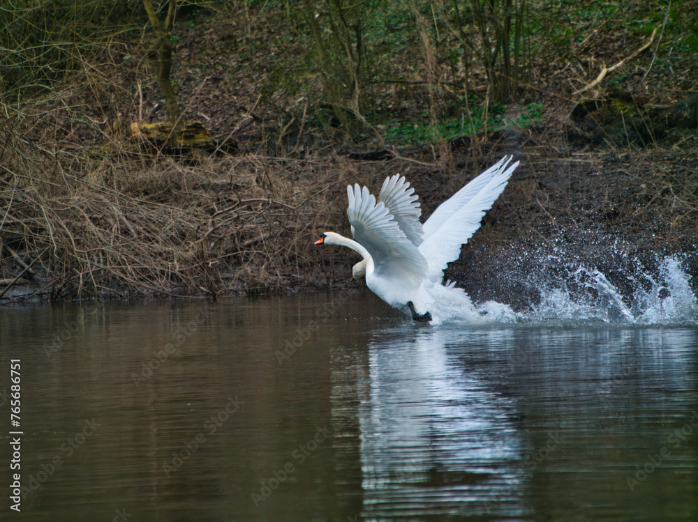 two swans landing in a river, Hannover