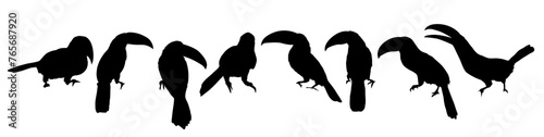 Keel-billed toucan silhouettes set. Toucans of Latin America Ramphastos sulfuratus in different poses. National bird of Belize. Realistic vector jungle birds