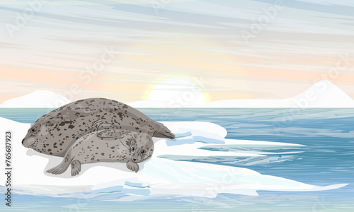 Harbor seal with puppy lies on the shores of the Arctic Ocean. Northern landscape with ocean, ice and snow. Mammals animals of the Arctic. Realistic vector landscape.