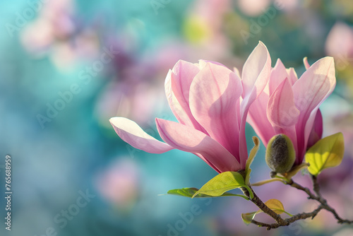 photo of Ramadan Magnolia flower
