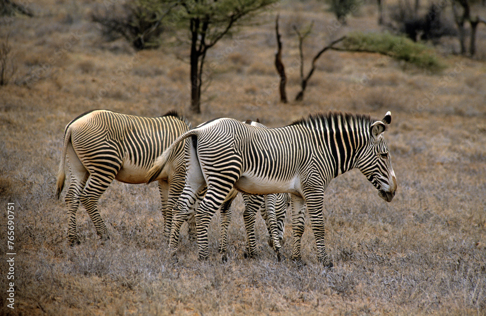 Obraz premium Zébre de Grévy, Equus grevyi grevyi, Parc national de Samburu, Kenya