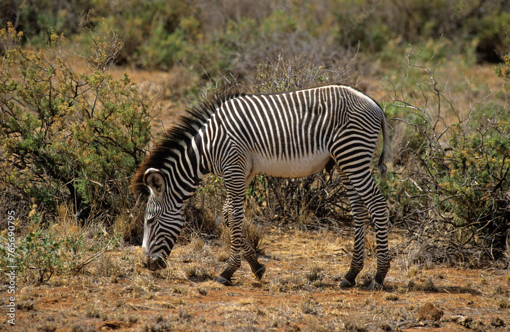 Obraz premium Zébre de Grévy, Equus grevyi grevyi, Parc national de Samburu, Kenya
