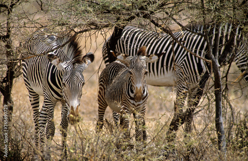 Z  bre de Gr  vy  Equus grevyi grevyi  Parc national de Samburu  Kenya