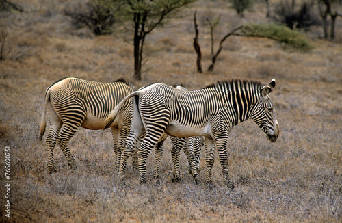 Z  bre de Gr  vy  Equus grevyi grevyi  Parc national de Samburu  Kenya