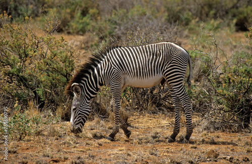 Z  bre de Gr  vy  Equus grevyi grevyi  Parc national de Samburu  Kenya