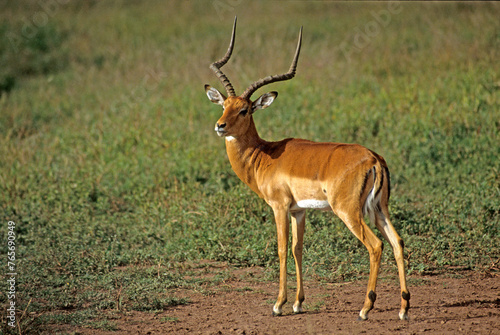 Impala  m  le  Aepyceros melampus  Parc national de Masai Mara  Kenya