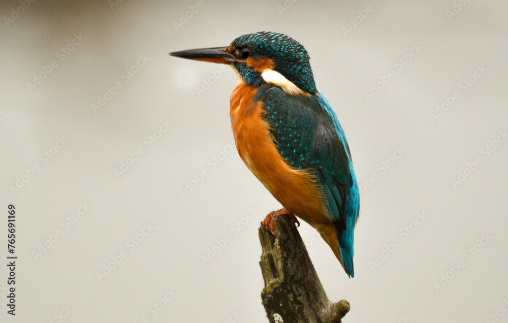 Martin pêcheur d'Europe,.Alcedo atthis, Common Kingfisher Martin pêcheur d'Europe,.Alcedo atthis, Common Kingfisher