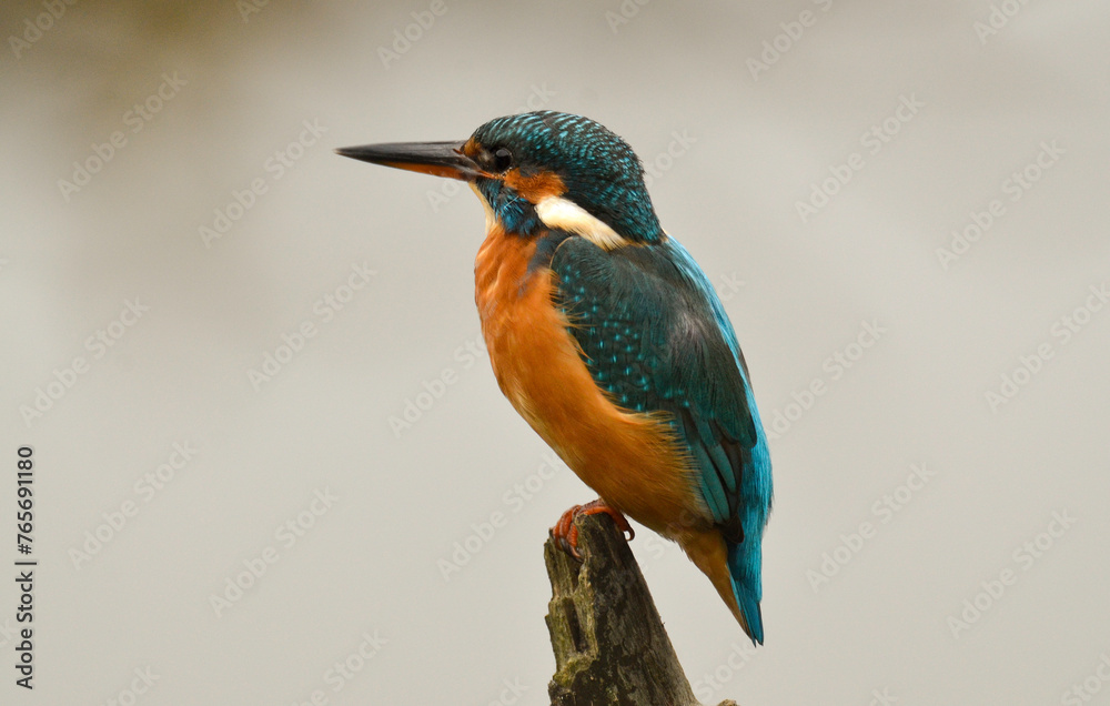 Martin pêcheur d'Europe,.Alcedo atthis, Common Kingfisher Martin pêcheur d'Europe,.Alcedo atthis, Common Kingfisher