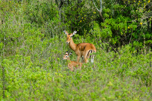 Impala, femelle et jeune, aepyceros melanpus, Parc national de Nakuru, Kenya, Afrique de l'Est