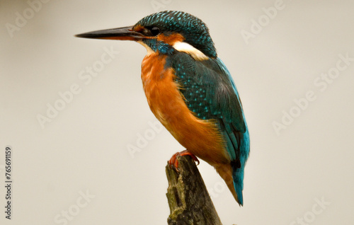 Martin pêcheur d'Europe,.Alcedo atthis, Common Kingfisher © JAG IMAGES