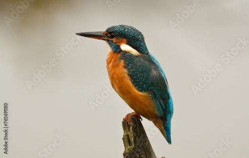 Martin pêcheur d'Europe,.Alcedo atthis, Common Kingfisher