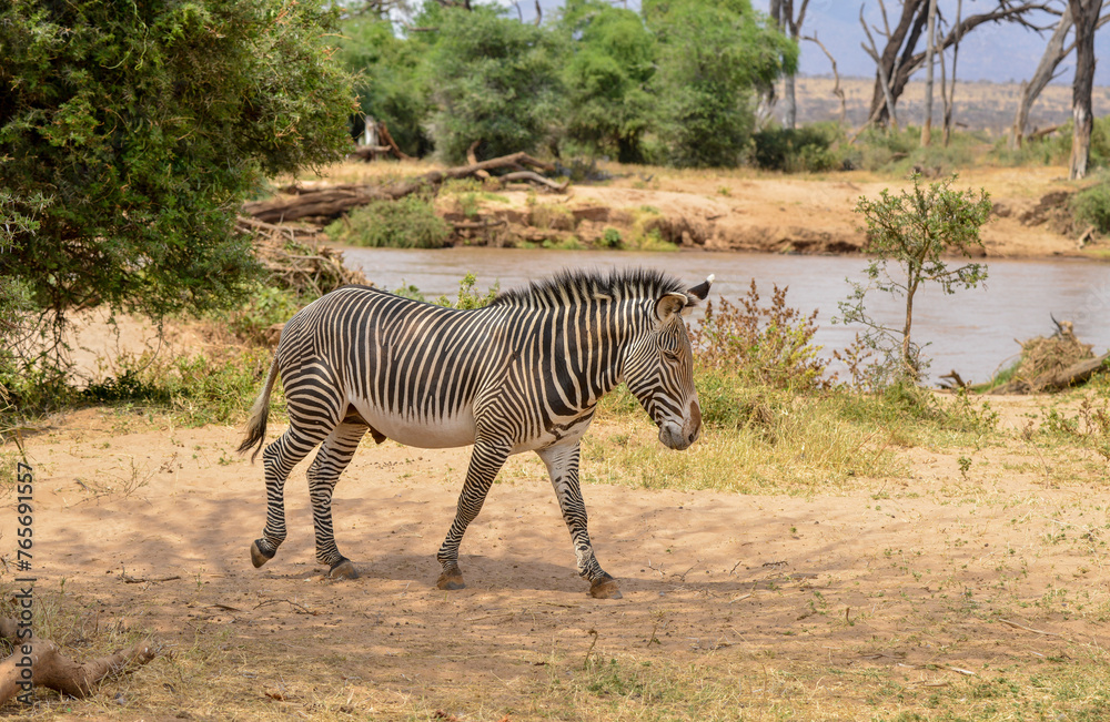 Naklejka premium Zébre de Grévy, Equus grevyi grevyi, Parc national de Samburu, Kenya