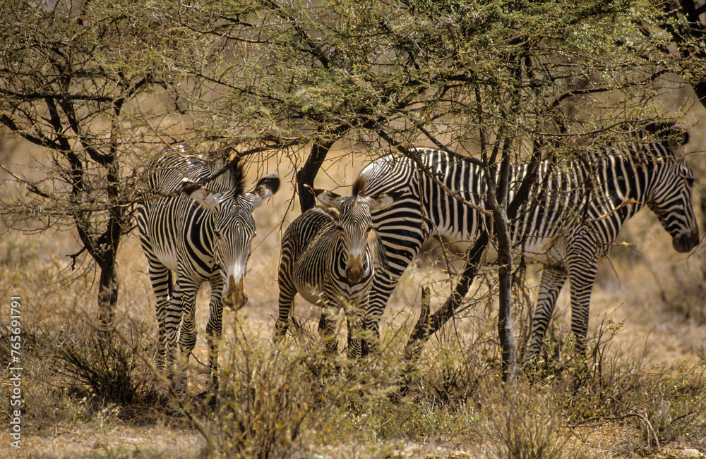Obraz premium Zébre de Grévy, Equus grevyi grevyi, Parc national de Samburu, Kenya